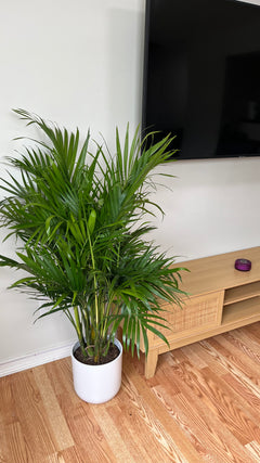 Cat Palm decorating a bright living room with full tropical foliage.