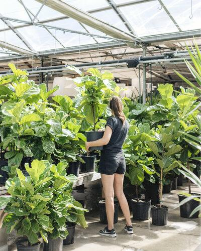 Choose Your Plants