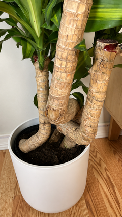 A potted Dracaena massangeana, commonly known as a corn plant with thick textured green and  leaves, in a white cylindrical pot on a wooden floor.