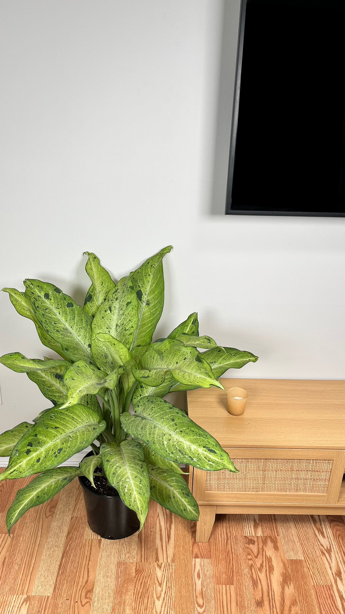 Dieffenbachia Camouflage standing 4 feet tall in a 10 inch grow pot with large green, lime, and cream variegated leaves.