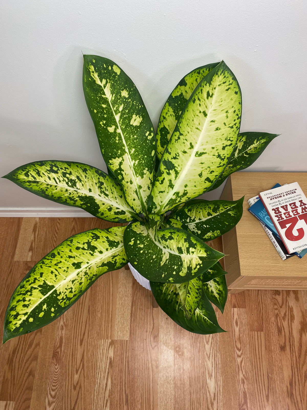 Overhead view of a Dieffenbachia Camouflage showcasing its large tropical leaves with distinctive green, lime, and cream camouflage variegation.