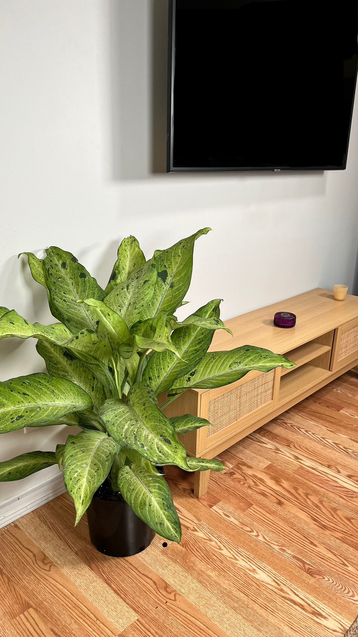 Dieffenbachia Camouflage decorating a modern living room with lush tropical foliage.
