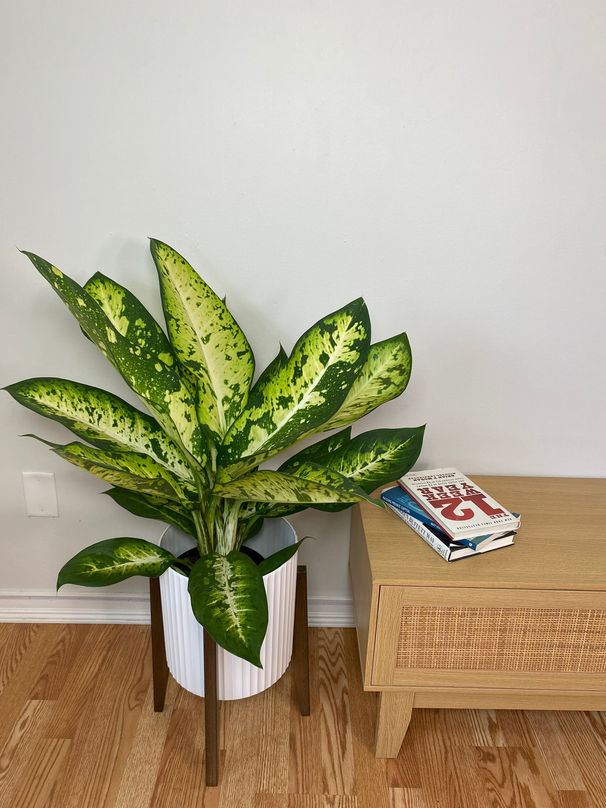 Dieffenbachia Camouflage in an 8 inch grow pot with large green, lime, and cream variegated leaves.