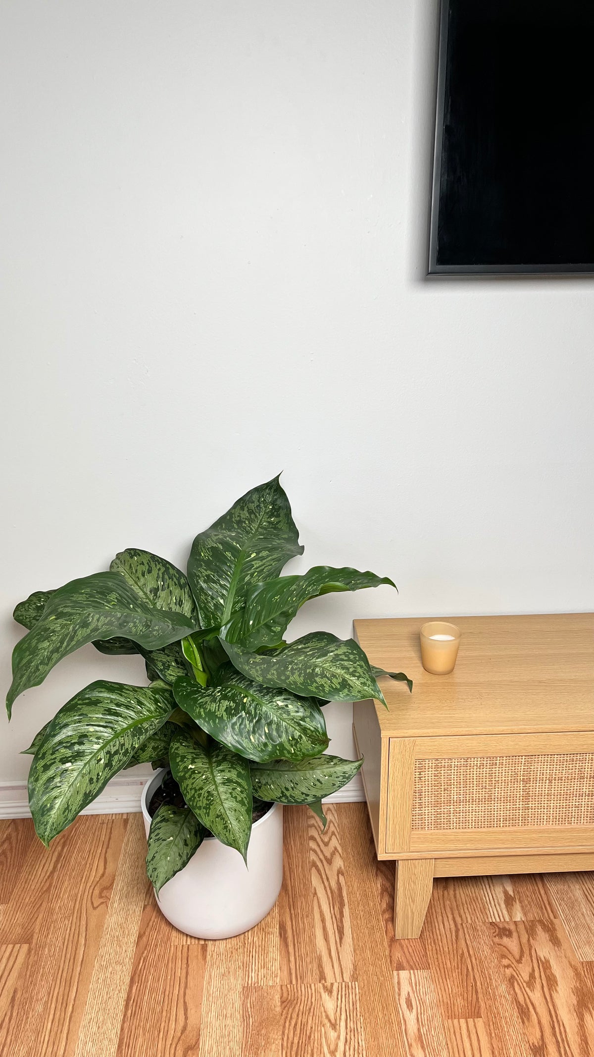 Dieffenbachia Memoria Corsii standing 2 feet tall in an 8 inch grow pot with silver-green variegated leaves.