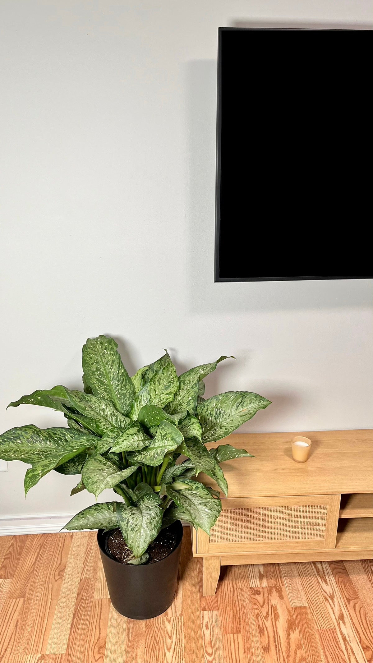 Dieffenbachia Memoria Corsii standing 3 feet tall in a 10 inch grow pot with large variegated green and silver leaves.