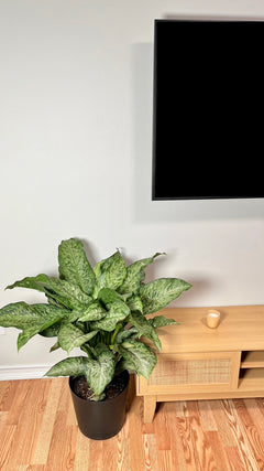 Dieffenbachia Memoria Corsii standing 3 feet tall in a 10 inch grow pot with large variegated green and silver leaves.