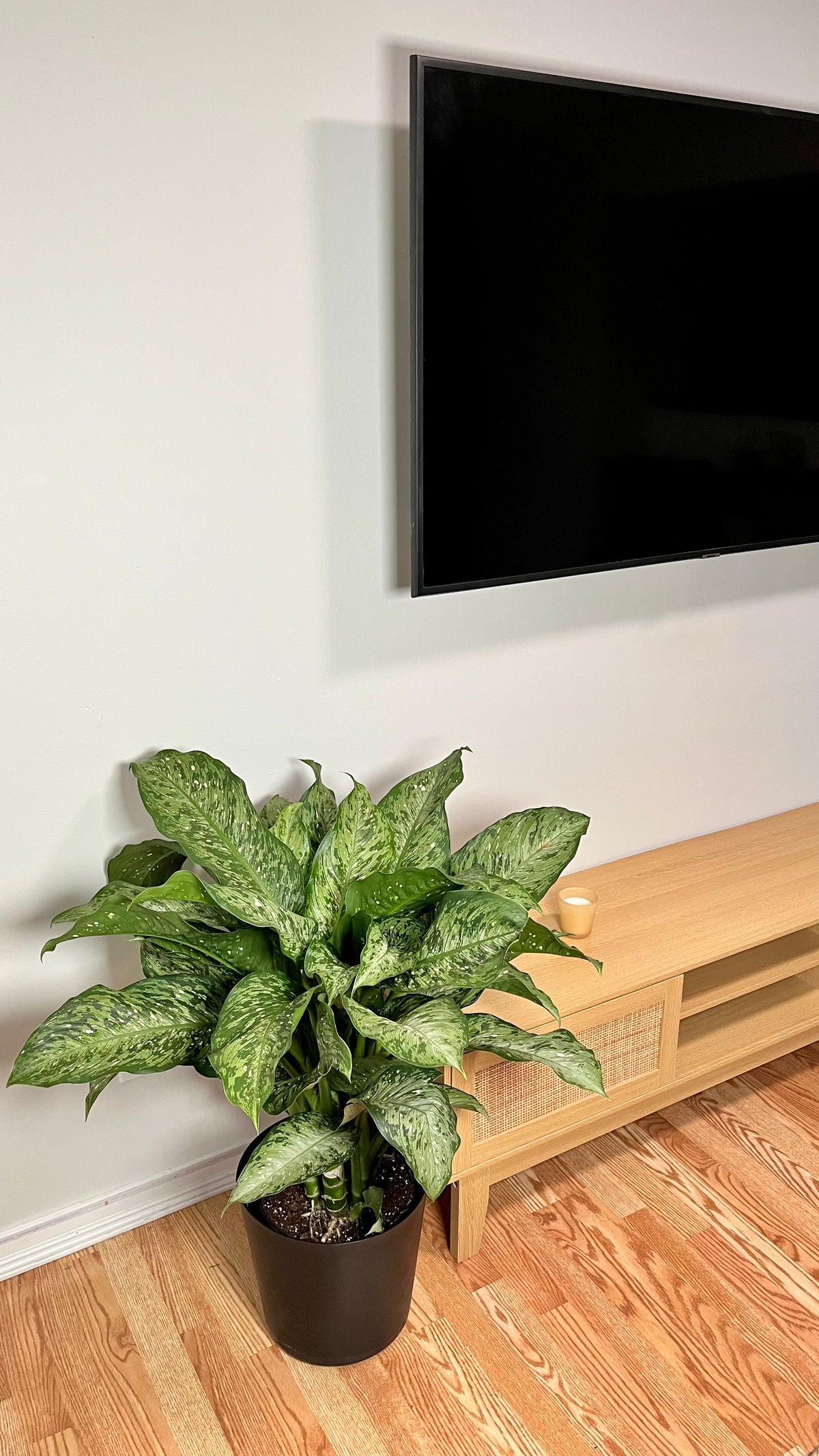Dieffenbachia Memoria Corsii decorating a modern living room with lush tropical foliage.