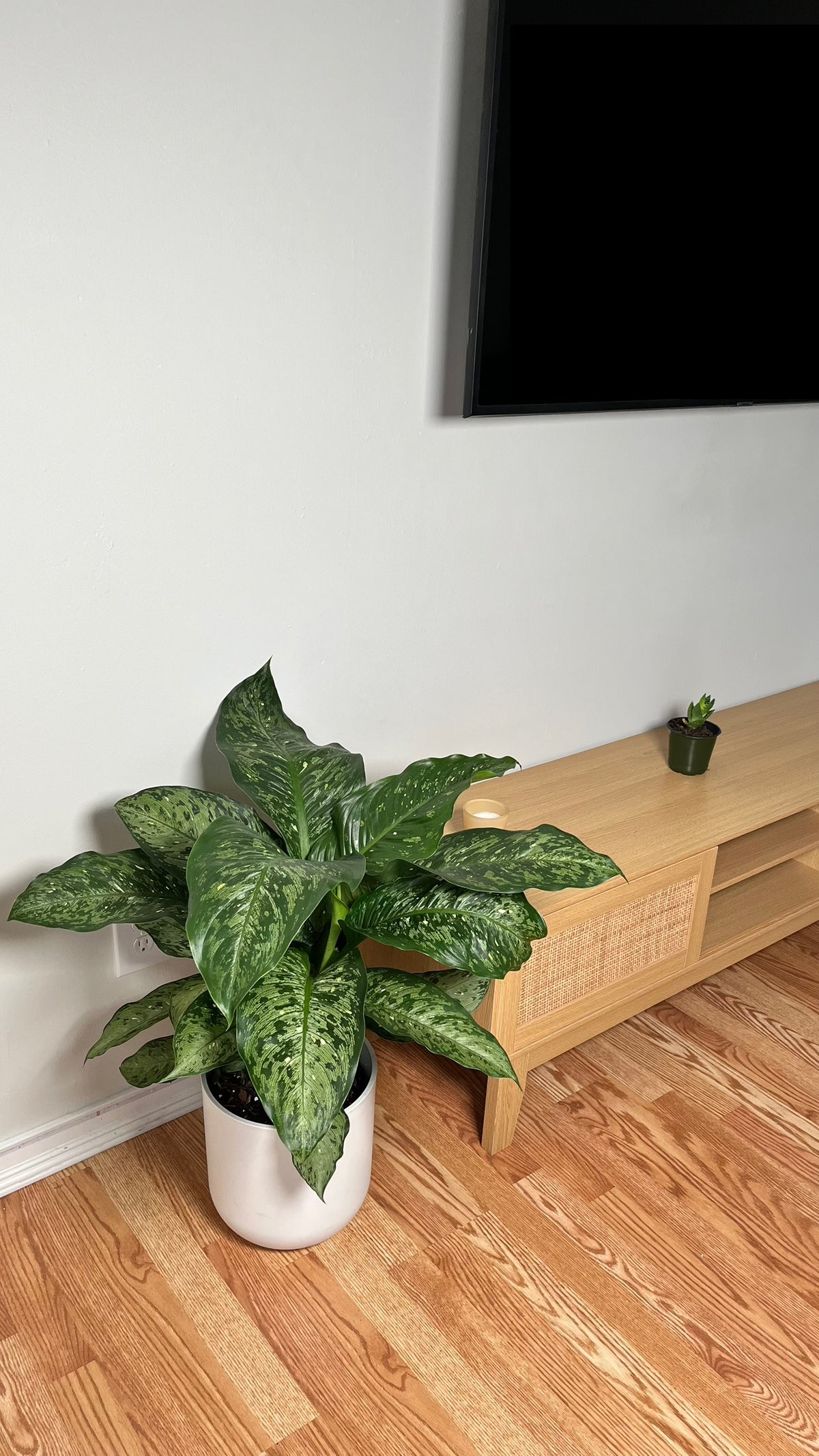 Dieffenbachia Memoria Corsii decorating a modern living room with lush tropical foliage.