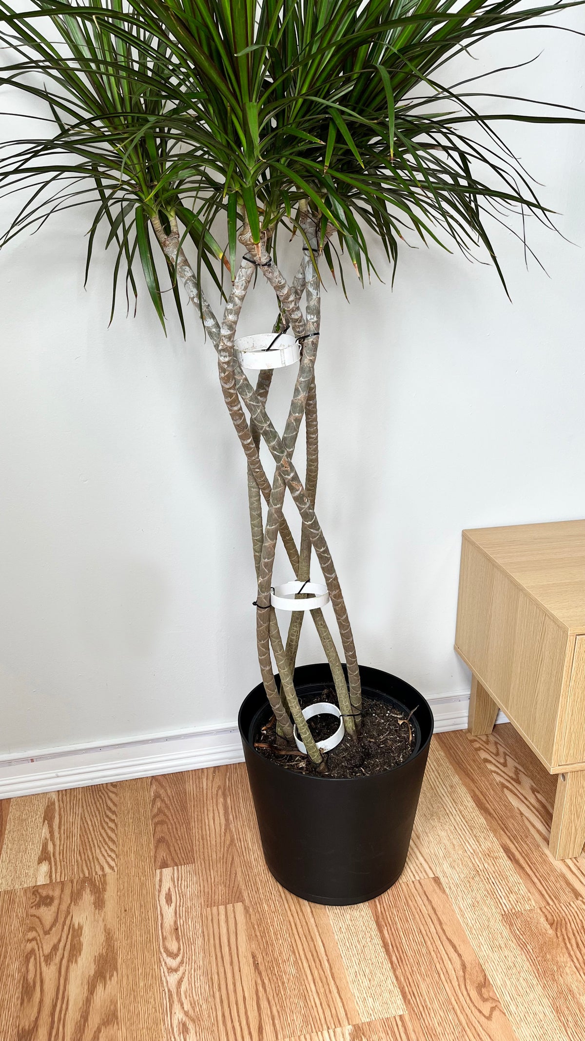 10-inch Dracaena Marginata plant with open weave braid, 5 feet tall, from Joey's Houseplants, featuring slender, graceful foliage.