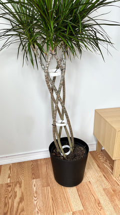 10" Draceana Marginata Open Weave Braid 5 Feet Tall