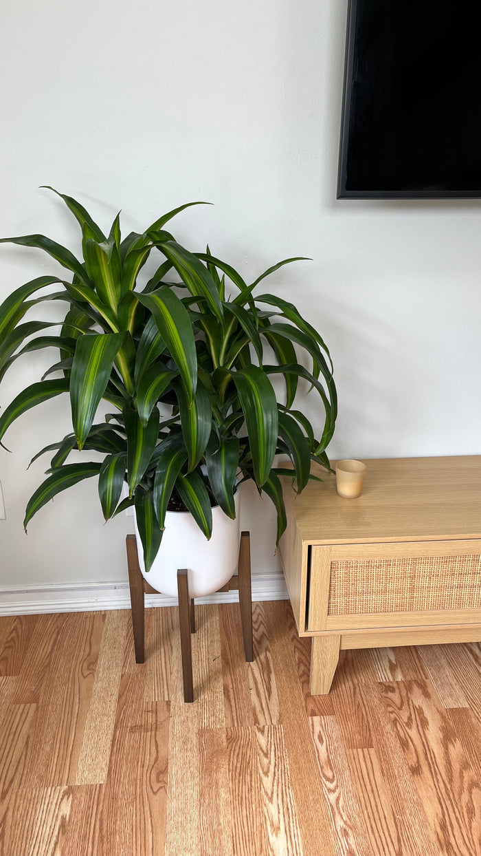 8" Dracaena Hawaiian Sunshine Tip