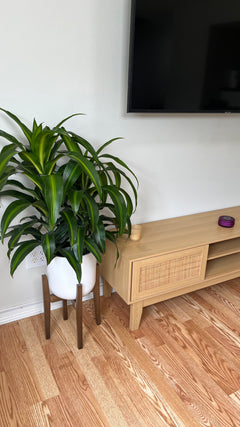 Dracaena Hawaiian Sunshine Tip decorating a modern living room with vibrant tropical foliage.