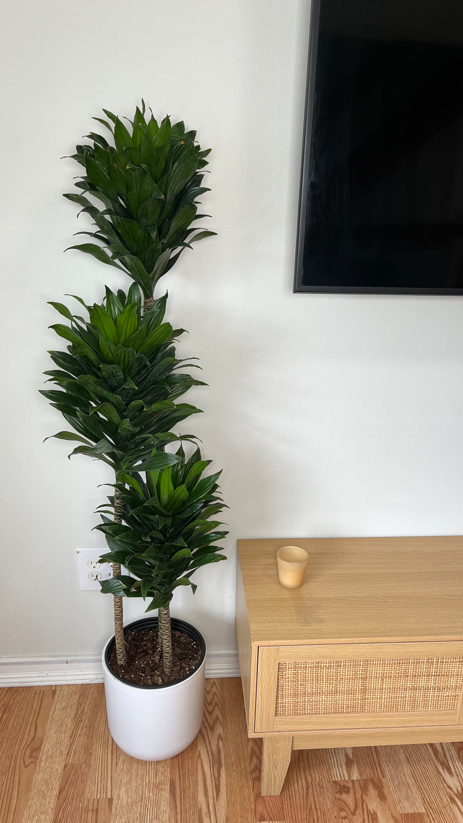 Dracaena Janet Craig 3-2-1 Cane standing 4 feet tall in a 10 inch grow pot with lush deep green foliage.