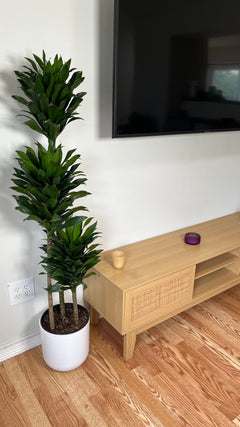 Dracaena Janet Craig 3-2-1 Cane decorating a modern living room with elegant tropical greenery.