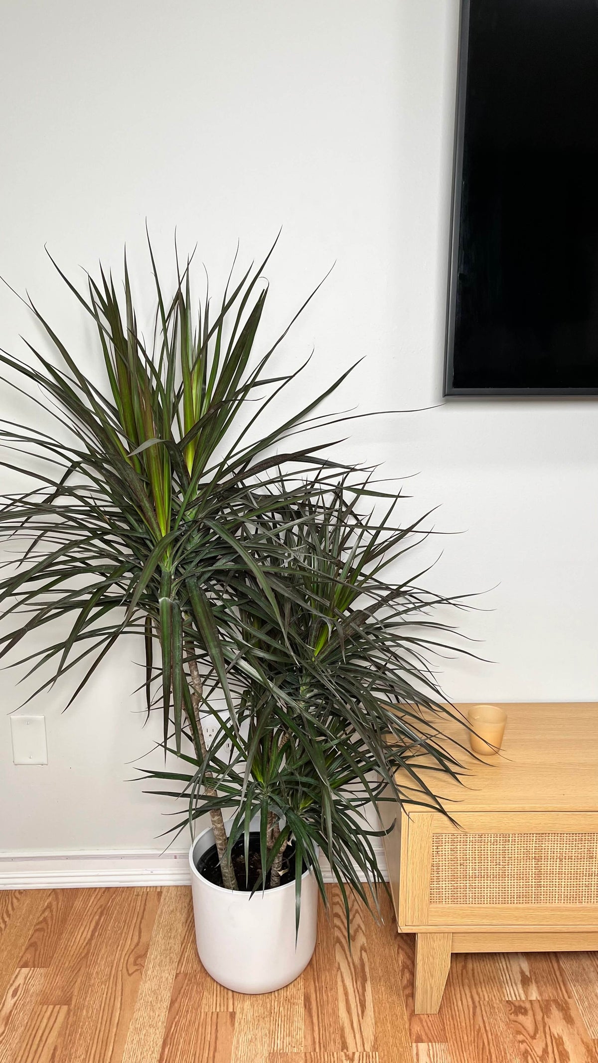 Dracaena Magenta 3-2-1 Cane standing 4 feet tall in a 10 inch grow pot with burgundy-edged green foliage.