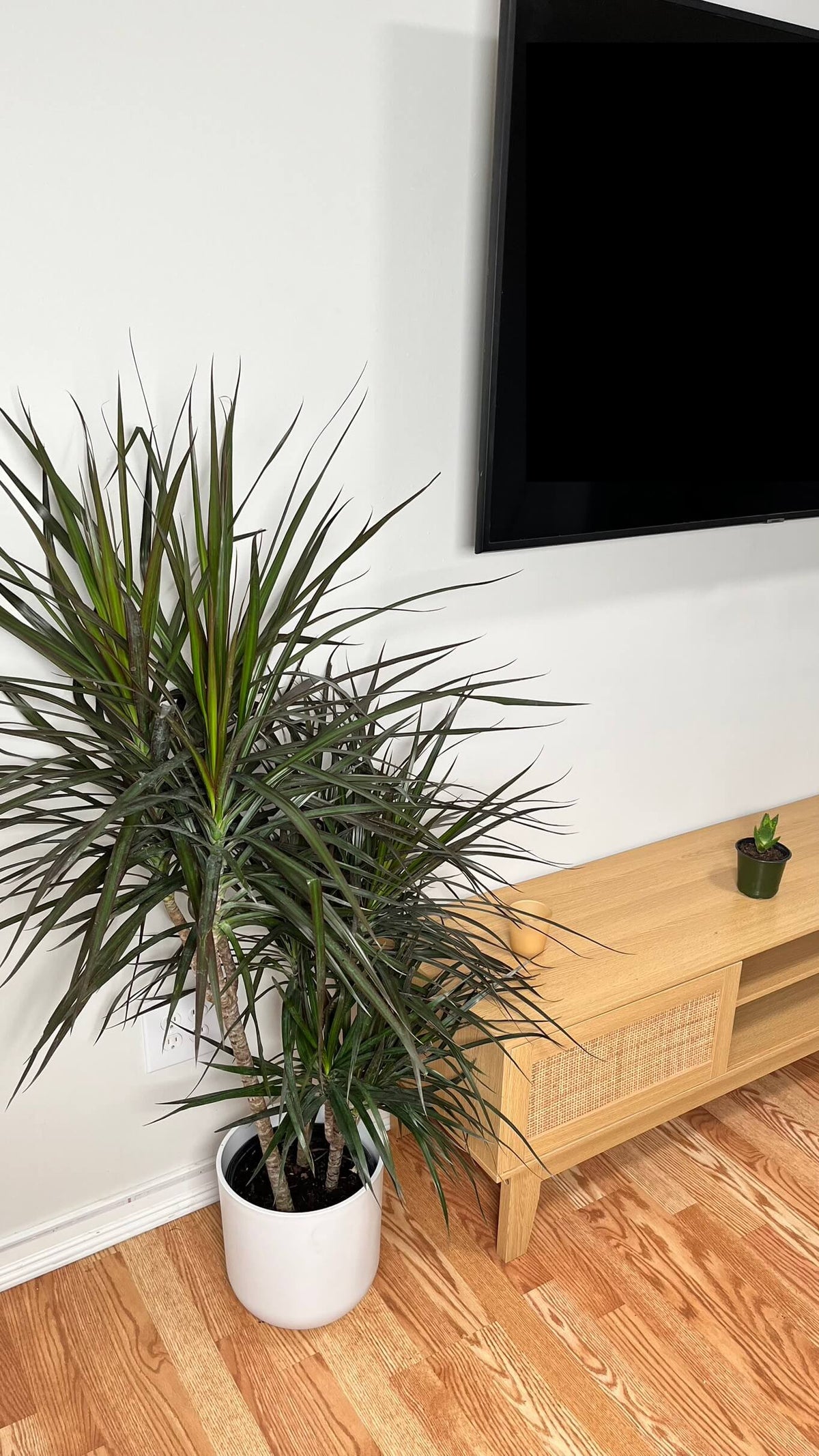 Dracaena Magenta 3-2-1 Cane decorating a modern living room with upright tropical foliage.