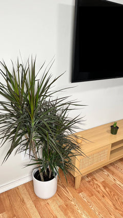 Dracaena Magenta 3-2-1 Cane decorating a modern living room with upright tropical foliage.