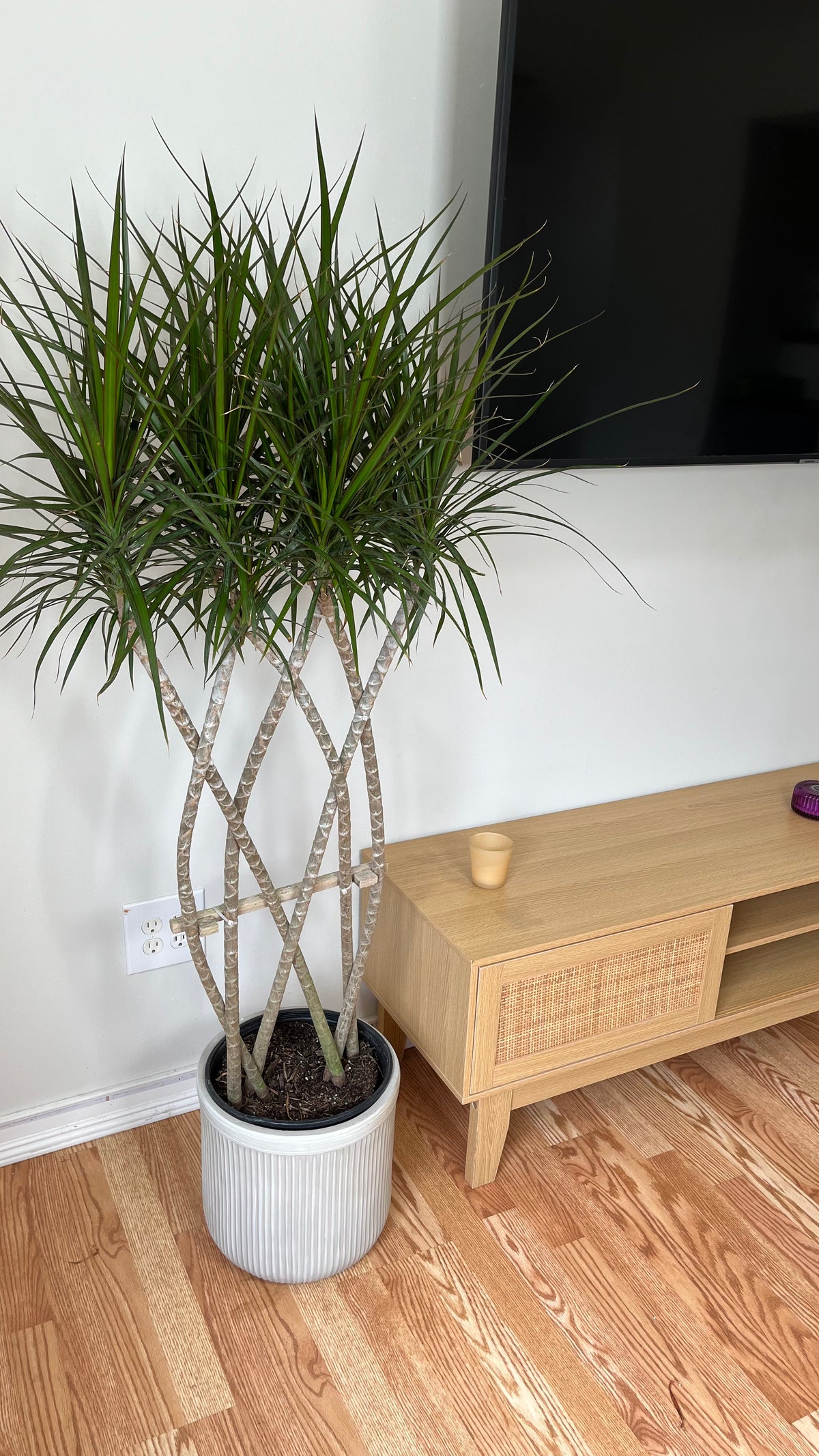 Braided Dracaena Marginata decorating a modern living room with upright tropical foliage.
