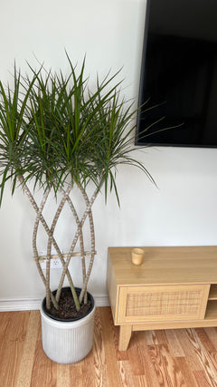 Dracaena Marginata Flat Weave Braid standing 4 feet tall in a 10 inch grow pot with braided trunks and slender green foliage.