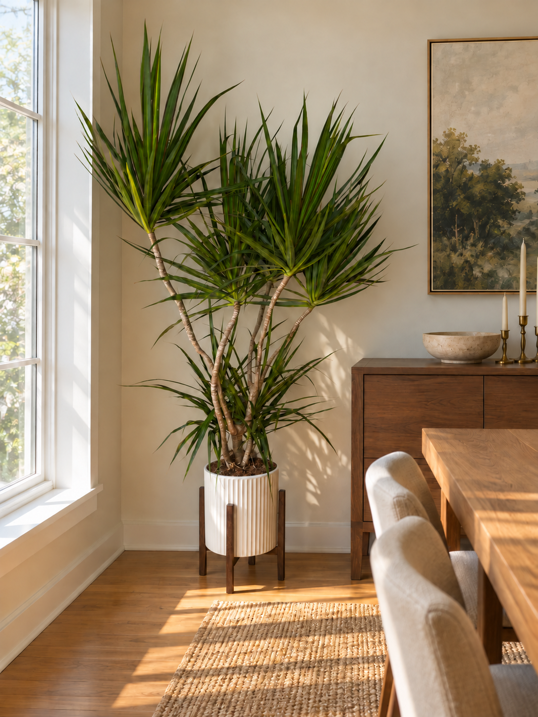 10-inch Dracaena Marginata Freestyle in a white ribbed pot filled with soil and dark wood stand by a window in a modern dining room