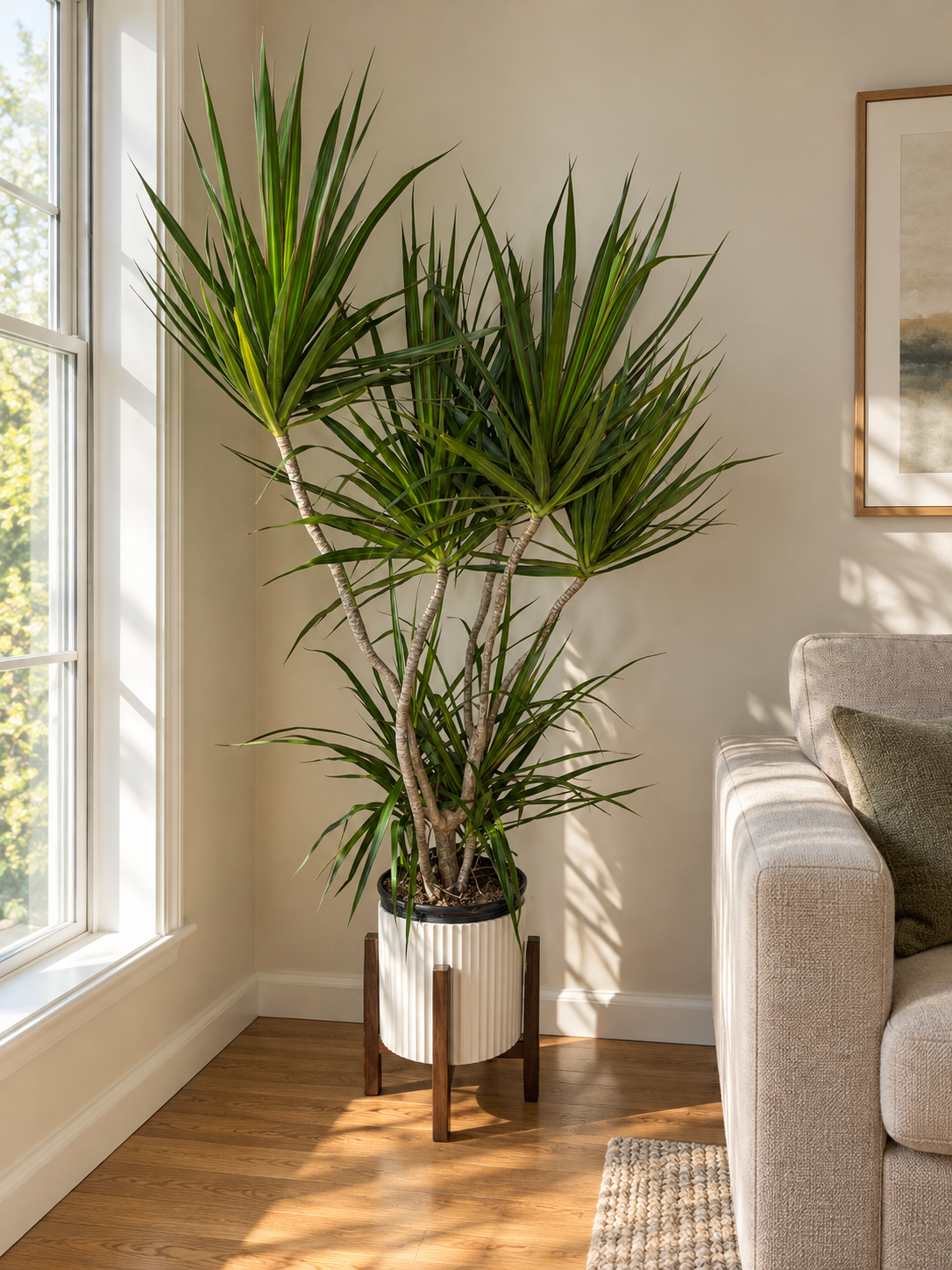 10-inch Dracaena marginata in a white ribbed pot and dark wood stand beside living room furniture