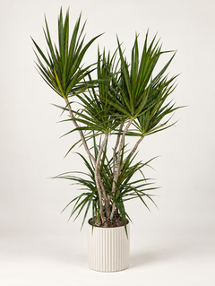 10-inch Dracaena marginata with slender spiky leaves in a white ribbed pot against a blank studio background