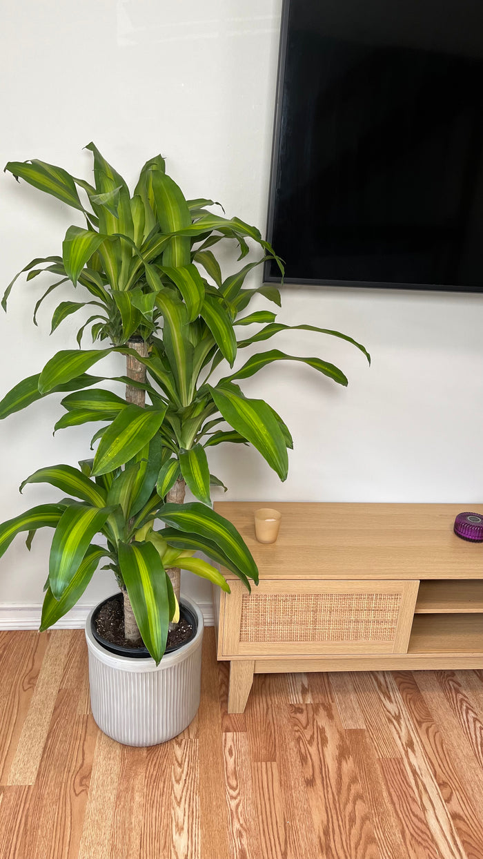 10" Dracaena Mass Cane 3-2-1 4 Feet Tall