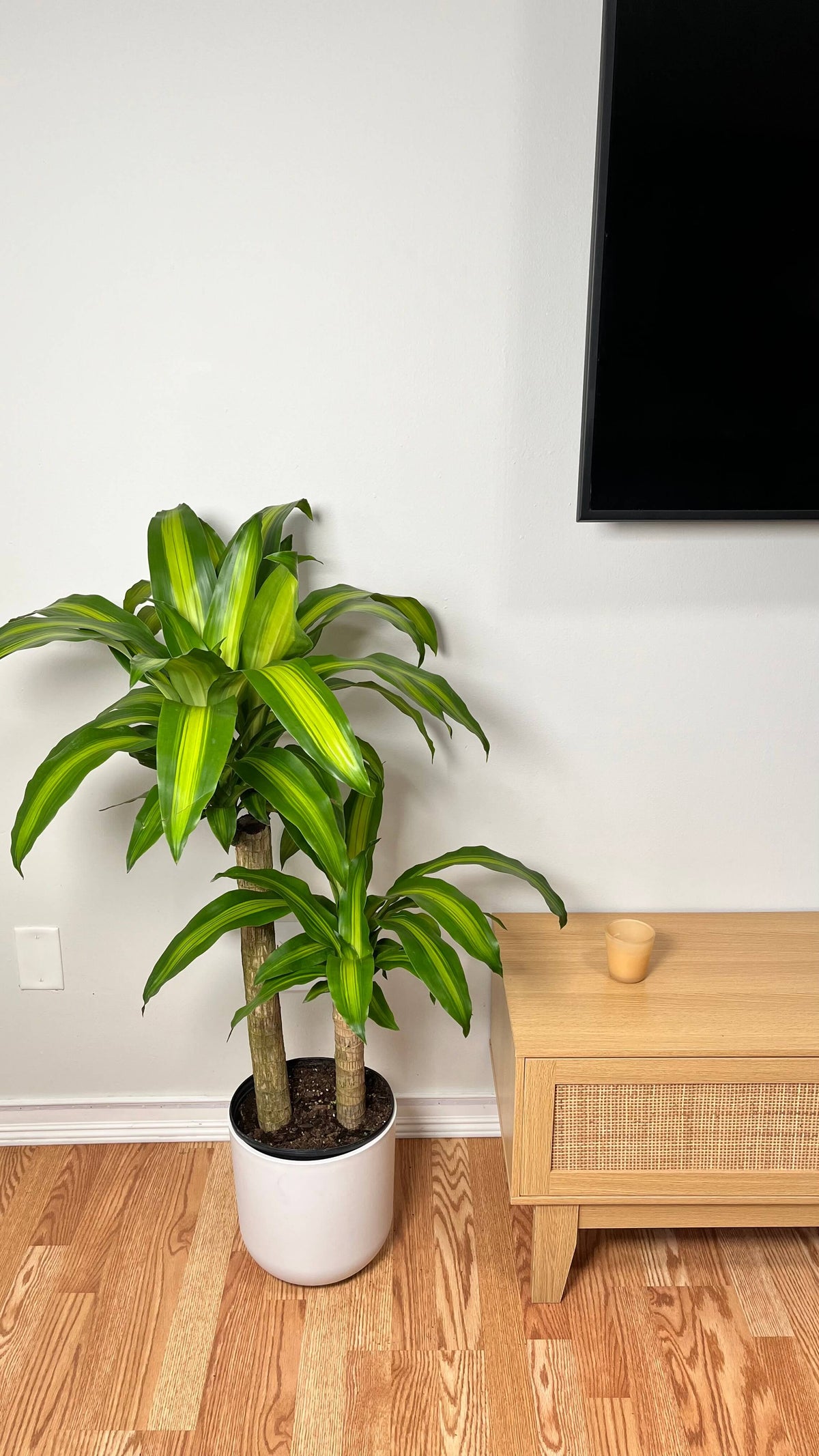 Dracaena Mass Cane standing 3 feet tall in a 10 inch grow pot with broad green leaves and sturdy cane trunks.