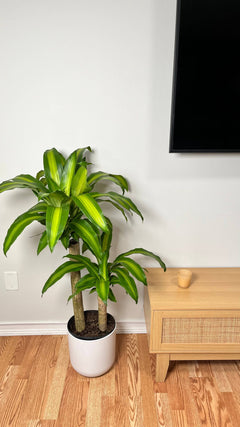 Dracaena Mass Cane standing 3 feet tall in a 10 inch grow pot with broad green leaves and sturdy cane trunks.