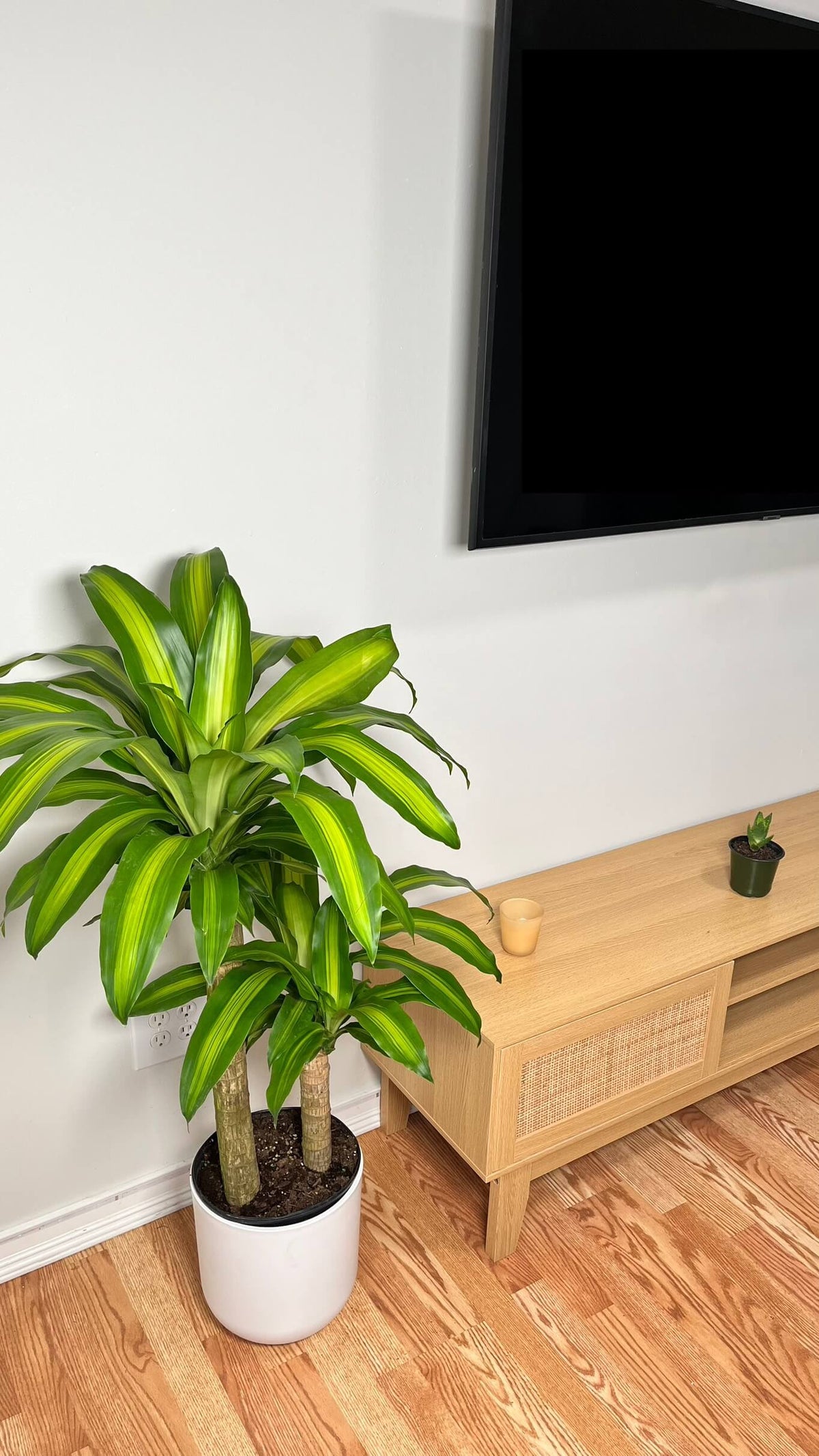 Dracaena Mass Cane decorating a modern living room with lush tropical foliage.