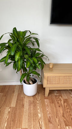Dracaena Mass Cane Twist standing 3 feet tall in an 8 inch grow pot with twisted canes and lush green foliage.