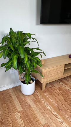Dracaena Mass Cane Twist decorating a modern living room with tropical upright foliage.