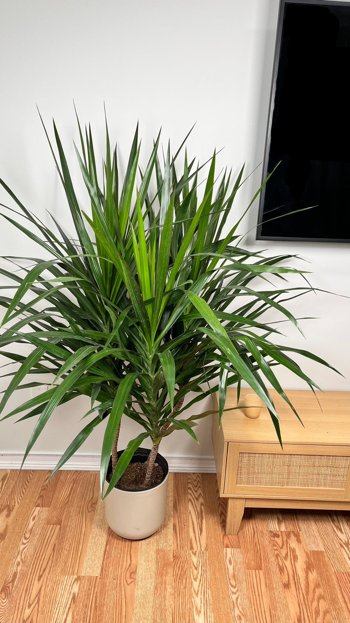 Dracaena Tarzan Bush standing 4 feet tall in a 10 inch grow pot with dense upright green foliage.