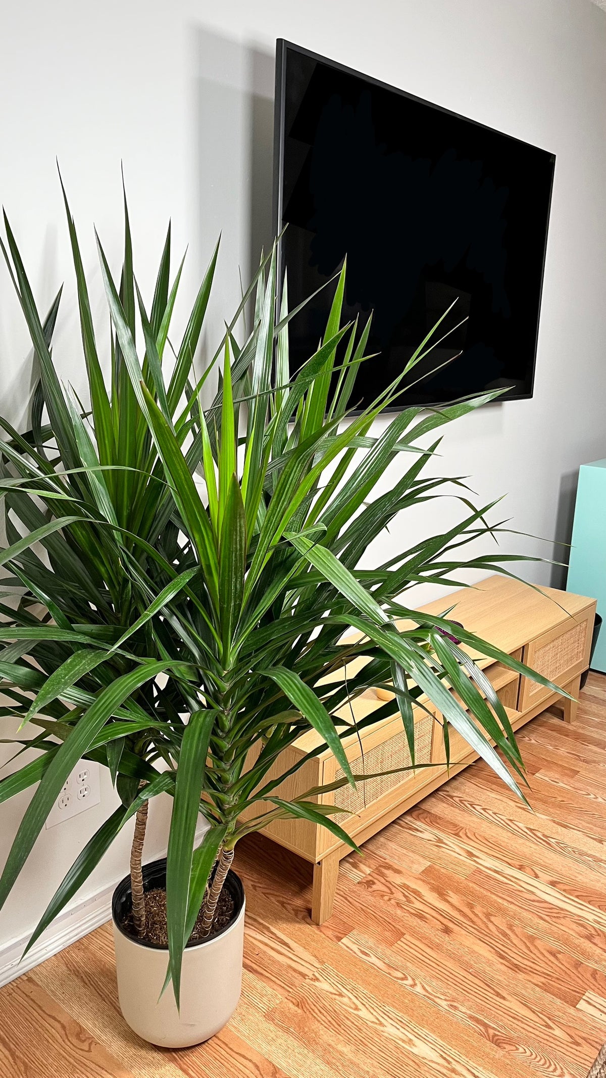 Dracaena Tarzan Bush decorating a modern living room with lush tropical greenery.
