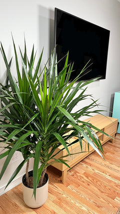 Dracaena Tarzan Bush decorating a modern living room with lush tropical greenery.