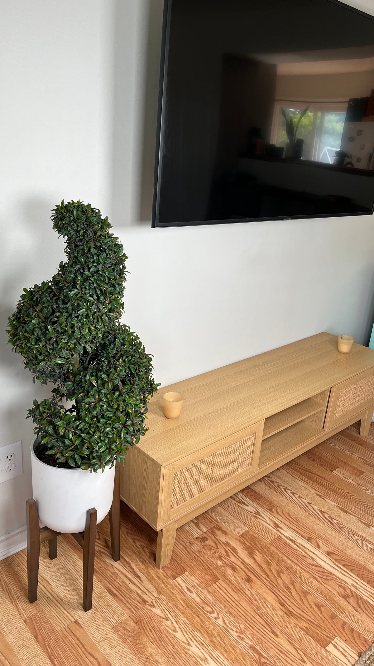 Eugenia Topiary Spiral decorating a modern home with an elegant sculpted spiral shape.
