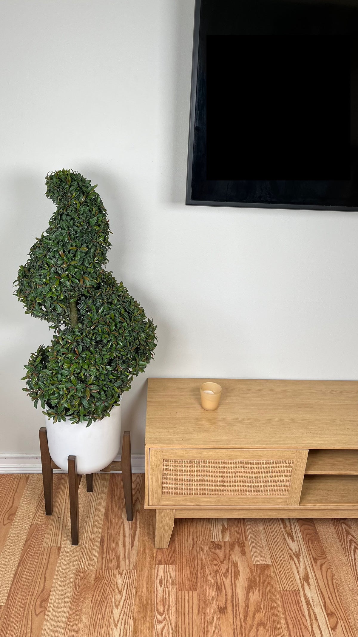 Eugenia Topiary Spiral standing 3 feet tall in a 10 inch grow pot with dense glossy green foliage.