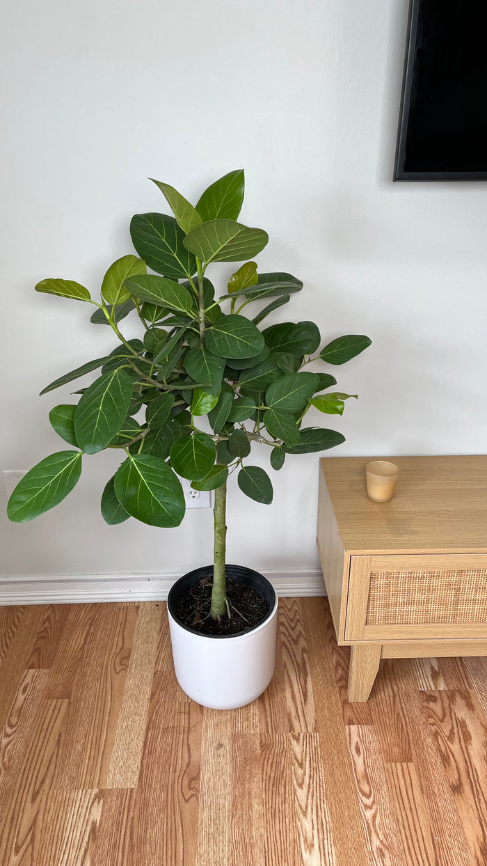 10" Ficus Audrey