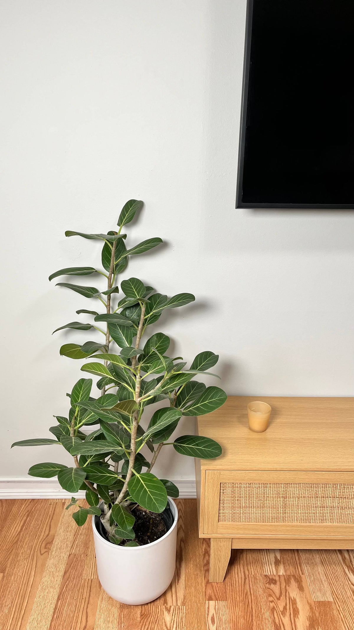 Ficus Audrey Bush standing 3 feet tall in an 8 inch grow pot with soft velvety green leaves.