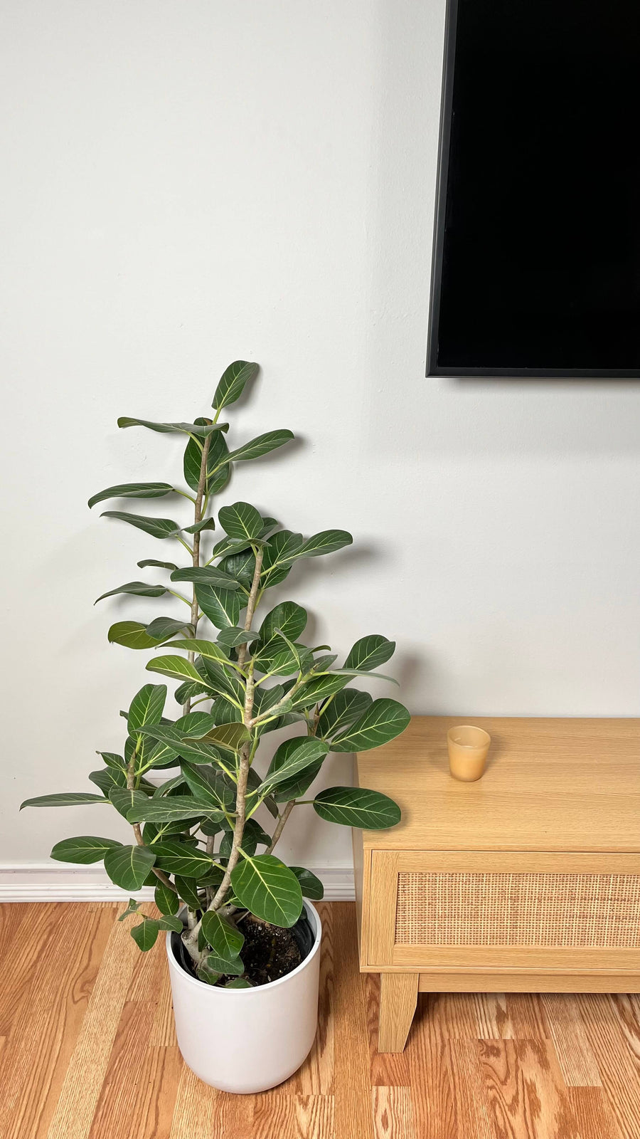 Ficus Audrey Bush standing 3 feet tall in an 8 inch grow pot with soft velvety green leaves.