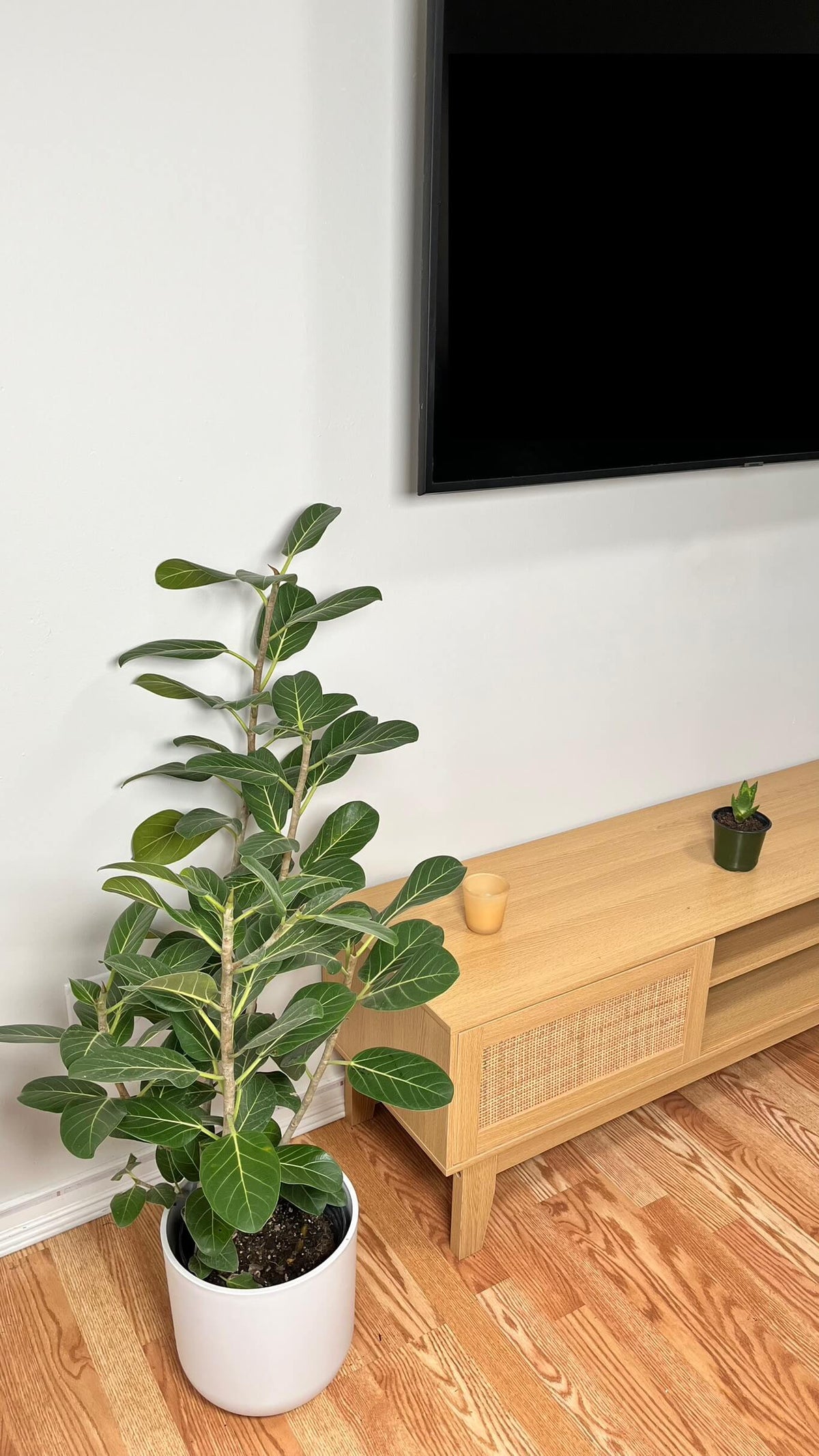 Ficus Audrey Bush decorating a modern living room with lush green foliage.