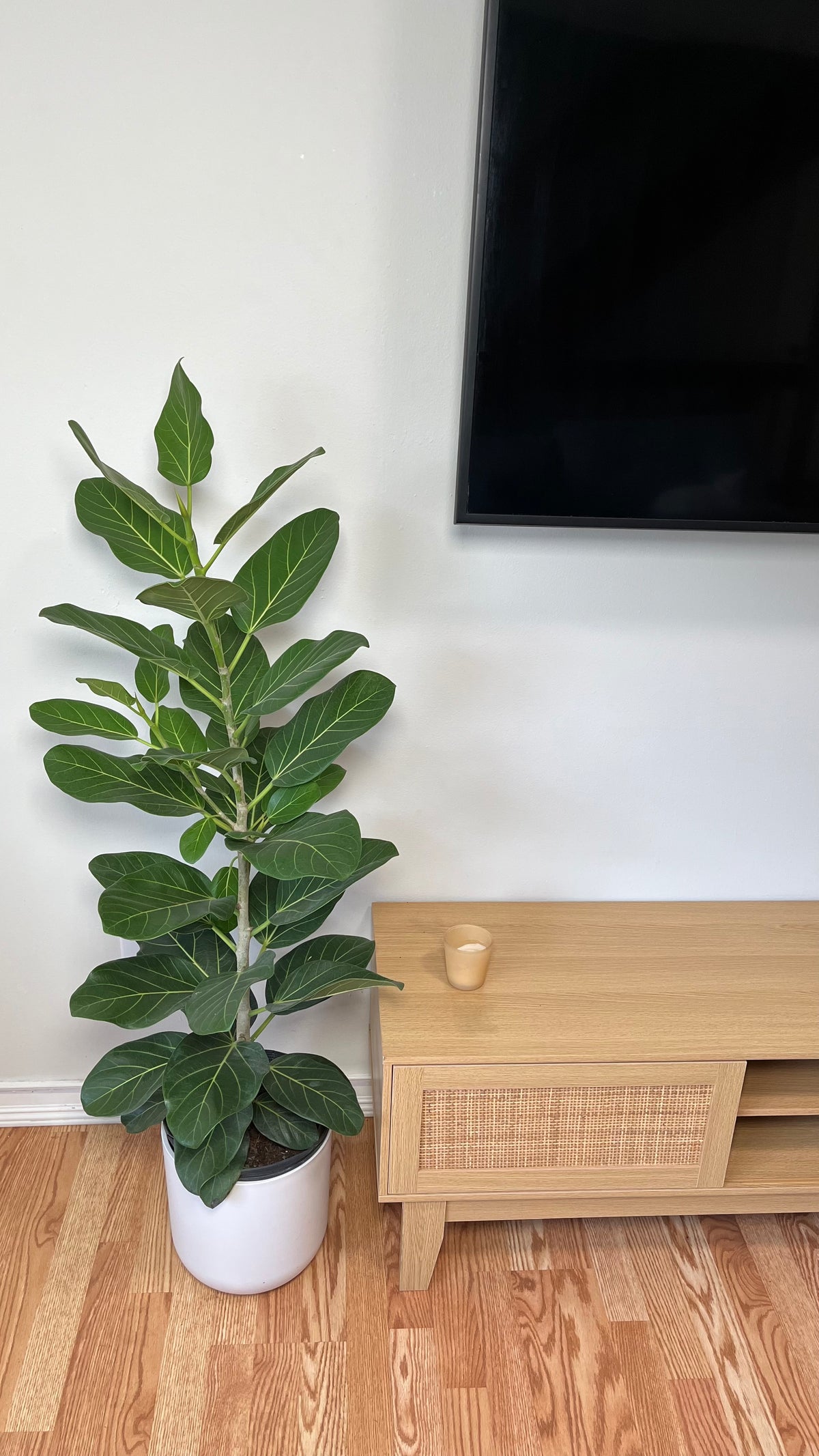 Ficus Audrey Column standing 4 feet tall in an 8 inch grow pot with large velvety green leaves.