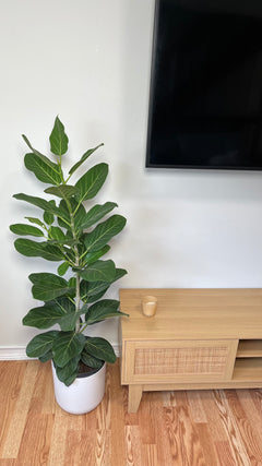 Ficus Audrey Column standing 4 feet tall in an 8 inch grow pot with large velvety green leaves.