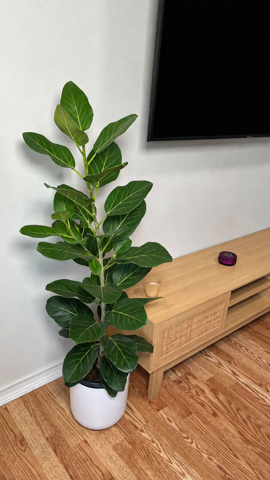 Ficus Audrey Column decorating a modern living room with elegant upright tropical foliage.