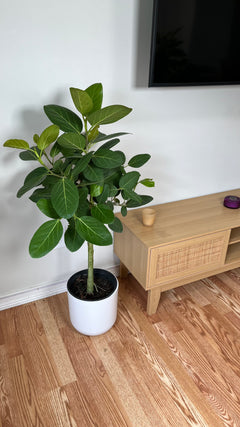 Ficus Audrey decorating a modern living room with lush upright foliage.