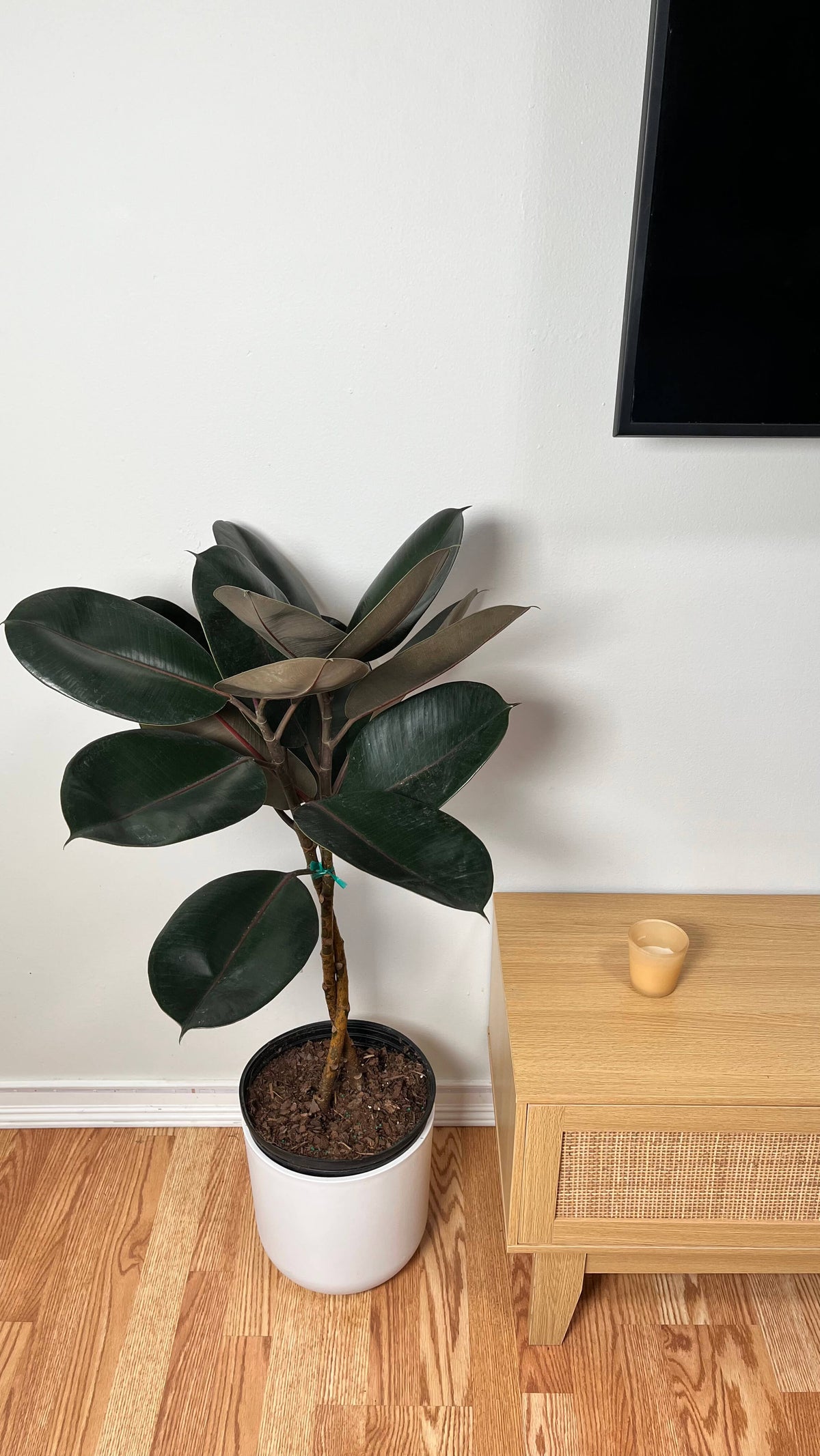 Ficus Burgundy Braid standing 3 feet tall in a 10 inch grow pot with braided trunks and glossy burgundy-green leaves.