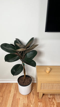 Ficus Burgundy Braid standing 3 feet tall in a 10 inch grow pot with braided trunks and glossy burgundy-green leaves.