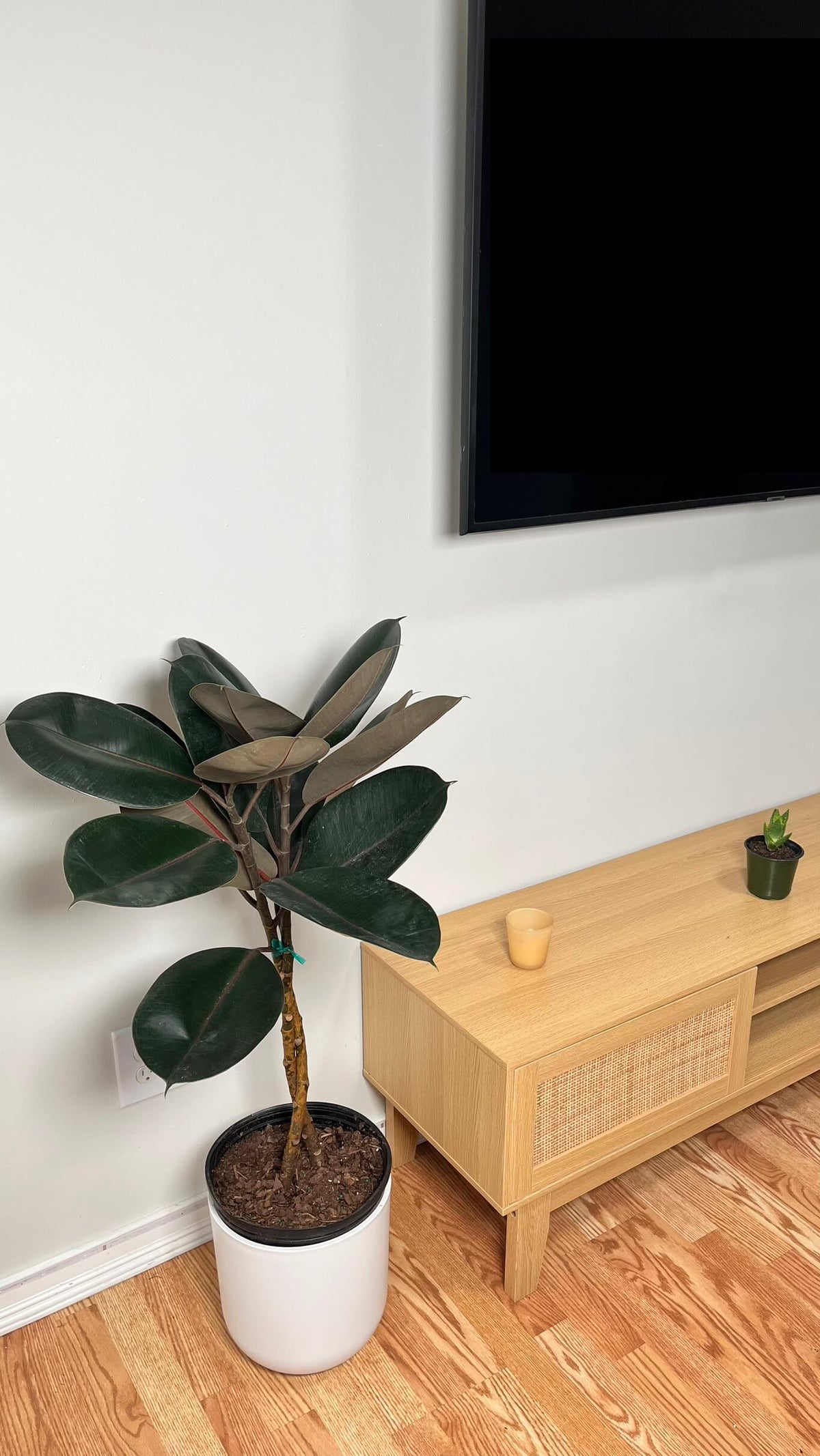 Ficus Burgundy Braid decorating a modern living room with elegant tropical foliage.