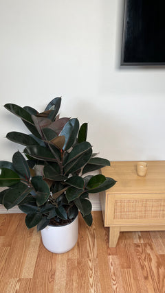 Ficus Burgundy Bush standing 3 feet tall in a 10 inch grow pot with glossy burgundy and dark green leaves.