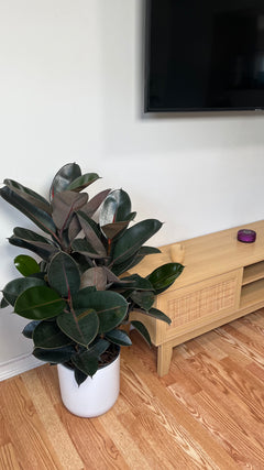 Ficus Burgundy Bush decorating a modern living room with lush tropical foliage.